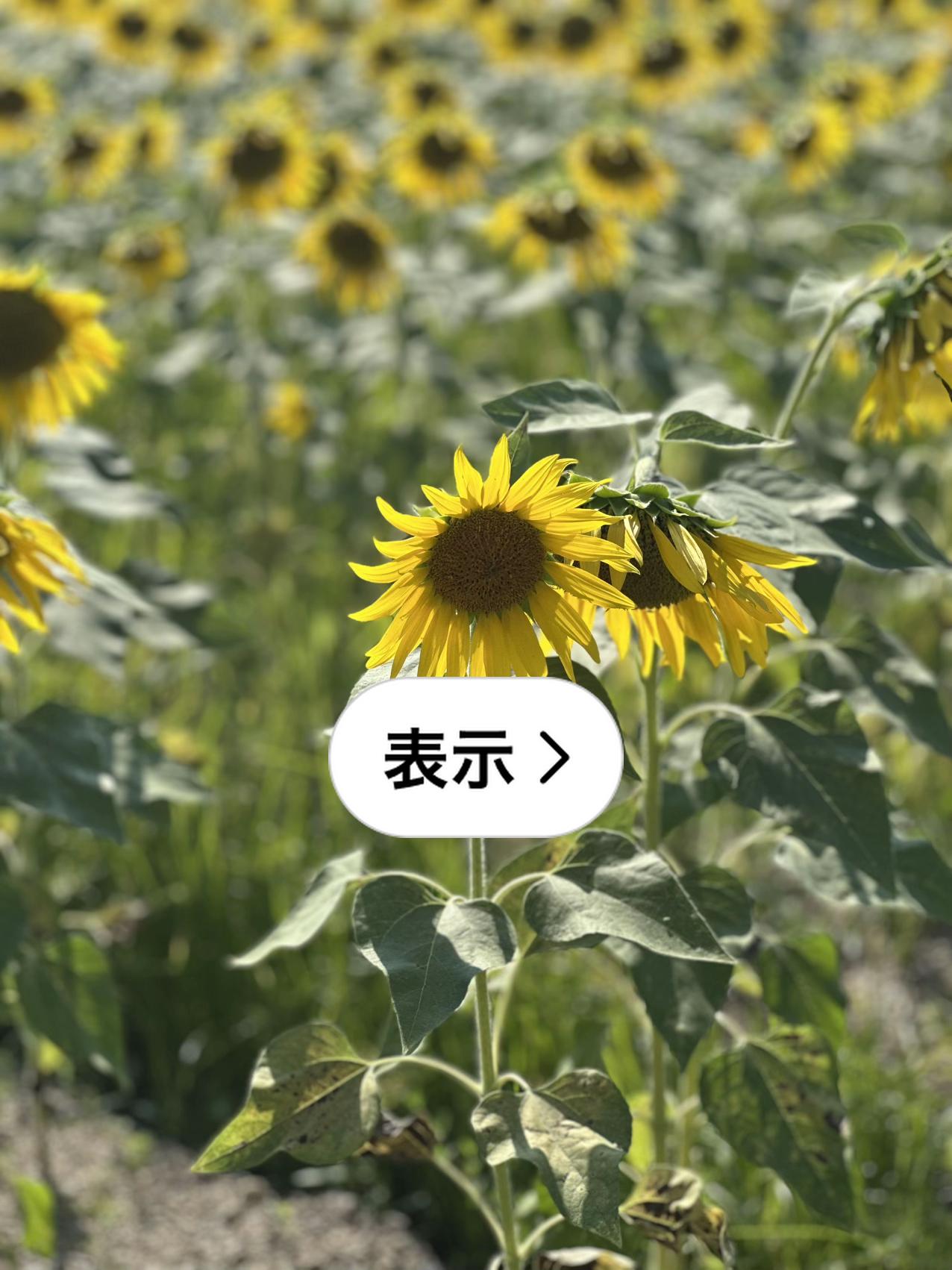 南光ひまわり祭り
